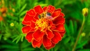 Картинка: Пчела сидит на бархатцах
