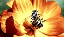 Картинка: Пчела на цветке.