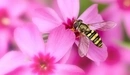 Картинка: Муха журчалка на розовом цветке