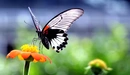 Картинка: Бабочка пьёт нектар