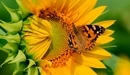Картинка: Бабочка на подсолнухе.