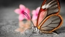 Картинка: Красивая бабочка сидит возле цветов