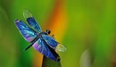 Картинка: Стрекоза с красивыми крыльями сидит на листке