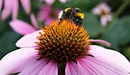 Image: Bumblebee on the flower collecting pollen