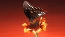 Картинка: Бабочка сидит на ярком по цвету цветке.