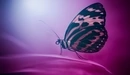 Картинка: Бабочка сидит на лепестке цветка