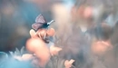 Картинка: Бабочка сидит на цветке