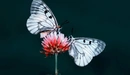 Картинка: Бабочки Мнемозина сидят на цветке