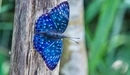 Картинка: Красивая бабочка синего окраса сидит на дереве