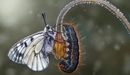 Картинка: Бабочка и гусеница сидят на бутоне цветка.