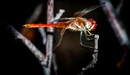 Image: Dragonfly on a branch