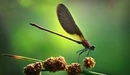 Image: Dragonfly sitting on a feather bow