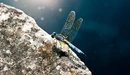 Image: Blue dragonfly sitting on a rock