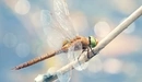 Image: Dragonfly sitting on the branch of a tree