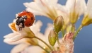 Image: Ladybug sitting on a white flower