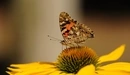 Картинка: Бабочка на жёлтом цветке