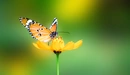 Картинка: Бабочка сидит на жёлтом цветке