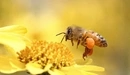 Картинка: Пчела добывает нектар на цветке