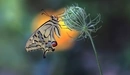 Картинка: Бабочка Махаон сидит на бутоне цветка.
