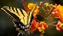 Картинка: Яркая, красивая бабочка села на оранжевый цветок.