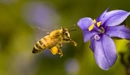Картинка: Пчела подлетает к цветку.