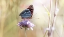 Картинка: Красивая бабочка пьёт нектар из цветка.