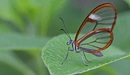 Картинка: Бабочка с прозрачными крыльями сидит на листке.