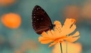 Картинка: Бабочка сидящая на жёлтом цветке