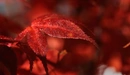 Картинка: Осенние красно-бордовые листья.
