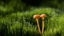 Картинка: Капельки росы на траве после дождя