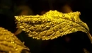 Image: Droplets on yellow leaf.