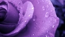 Image: Water droplets on the rose.