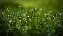 Картинка: Утренняя роса на зелёной траве