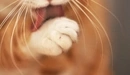 Image: Cat licks paw.