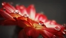 Image: Large drops on a red flower.
