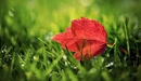 Image: Red leaf on a background of green grass.