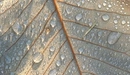 Image: Droplets on a leaf