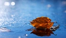 Картинка: Опавший лист лежит в воде.