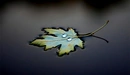 Картинка: Опавший листок дерева лежит на воде