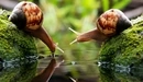 Image: Two snails at the water.