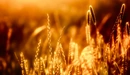 Картинка: Золотые колосья пшеницы.