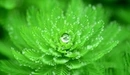 Картинка: Растение красивой формы в капельках воды
