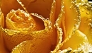Image: Drops on yellow rose.