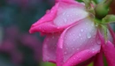 Картинка: Роса на розовой розе.