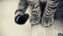 Картинка: Пушистые кошачьи лапки и хвостик