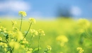 Картинка: Жёлтые полевые цветы крупным планом