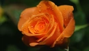 Картинка: Ярко-оранжевая роза