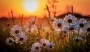 Картинка: Белые ромашки тянутся к закату солнца.