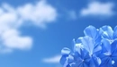 Картинка: Голубые цветы на фоне неба.