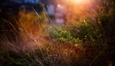 Картинка: Солнечные лучи освещают травинки